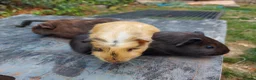 Guinea Pig rodents for sale: Beautiful baby Guinea Pigs  - Advert 3