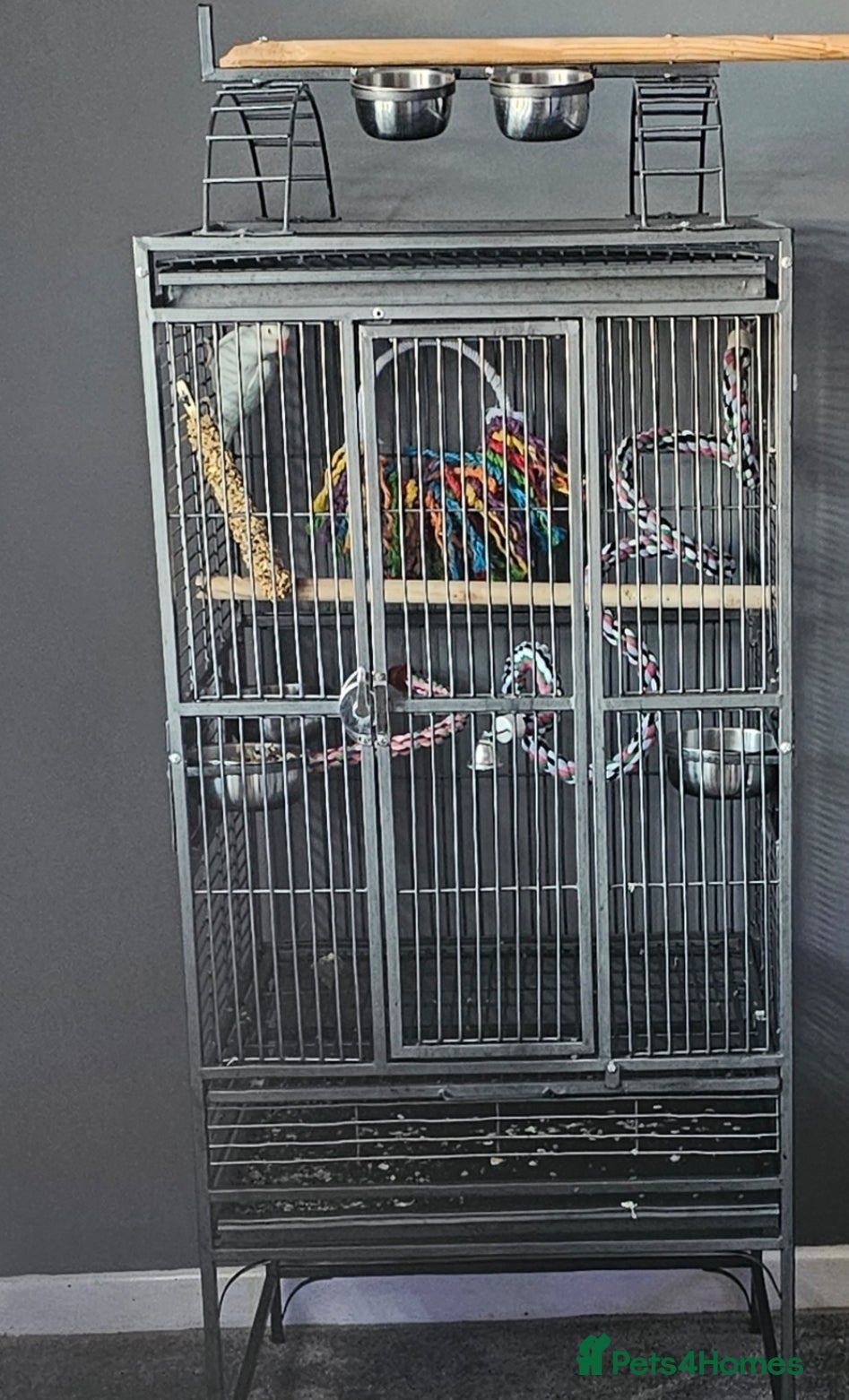 Ringnecks birds for sale: Ringneck in Witham - Advert 4