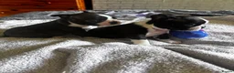 Boston Terrier dogs for sale: Gorgeous Boston terrier pups  - Advert 4