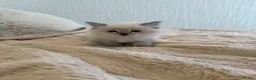 Ragdoll cats for sale: Purebred Ragdoll Kittens in Lytham Saint Annes - Advert 3
