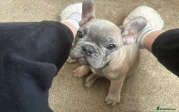 French Bulldog dogs for sale: French bulldog puppies  - Image 4