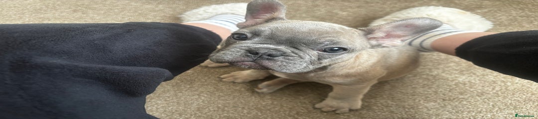 French Bulldog Puppy 1