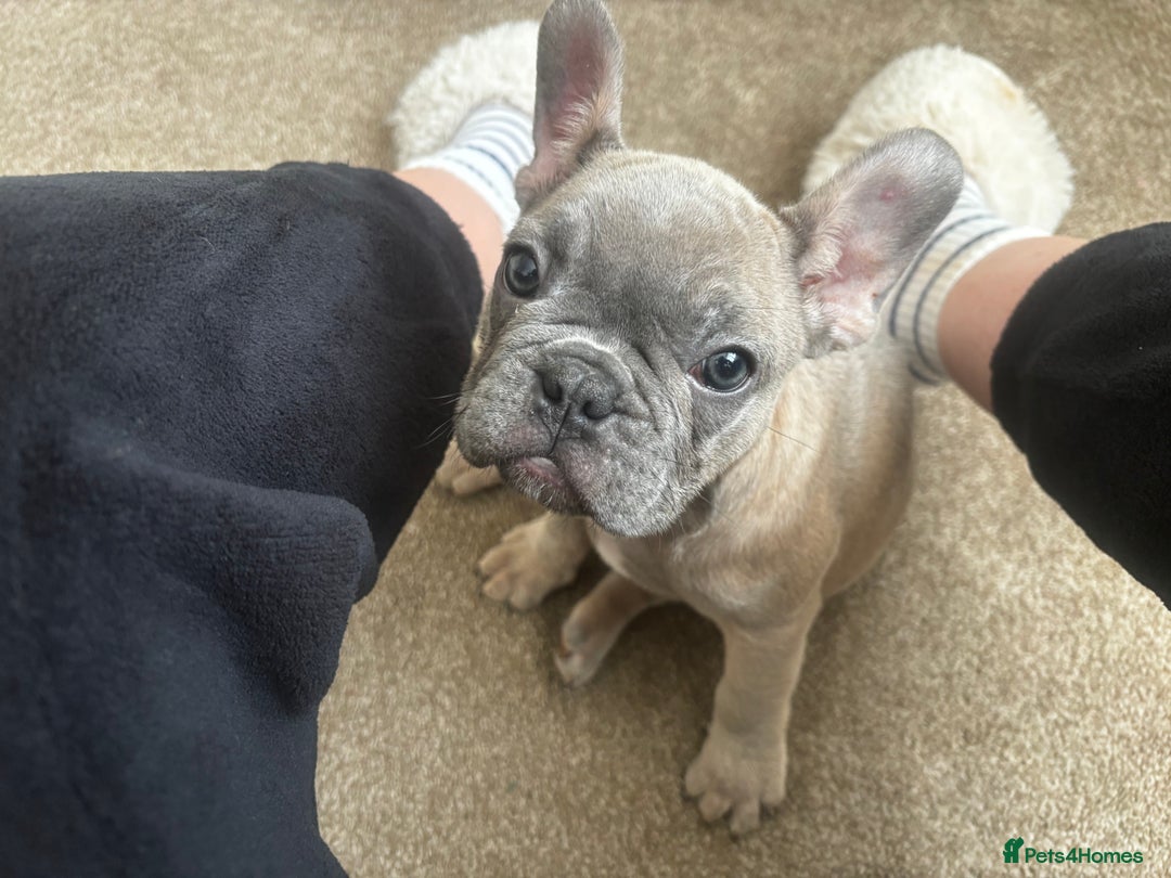 French Bulldog dogs for sale: French bulldog puppies  - Image 4