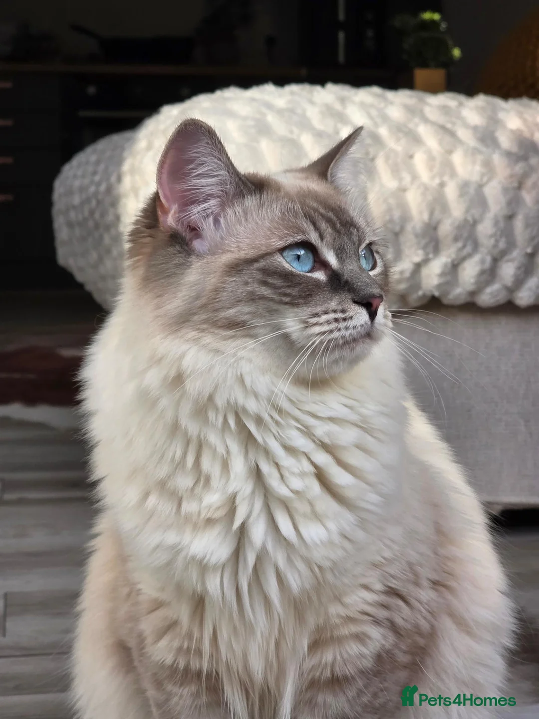 Ragdoll cats for sale: Beautiful Ragdoll Sister Pair – Must Stay Together in Milton Keynes - Advert 9