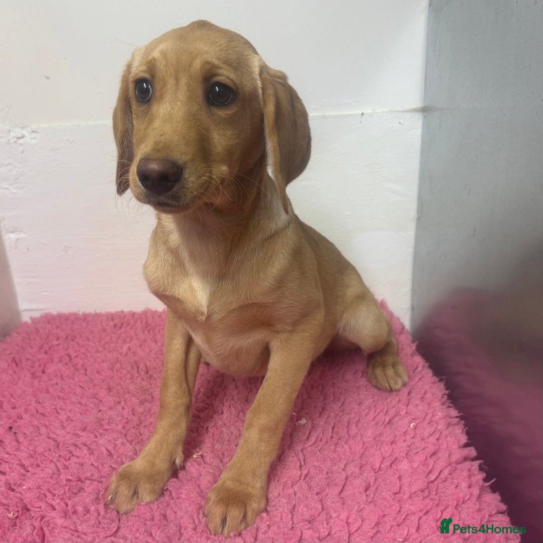 Labrador Retriever dogs for sale: 🧡 Pale Fox Red Yellow Labrador Puppies 💛 - Advert 17