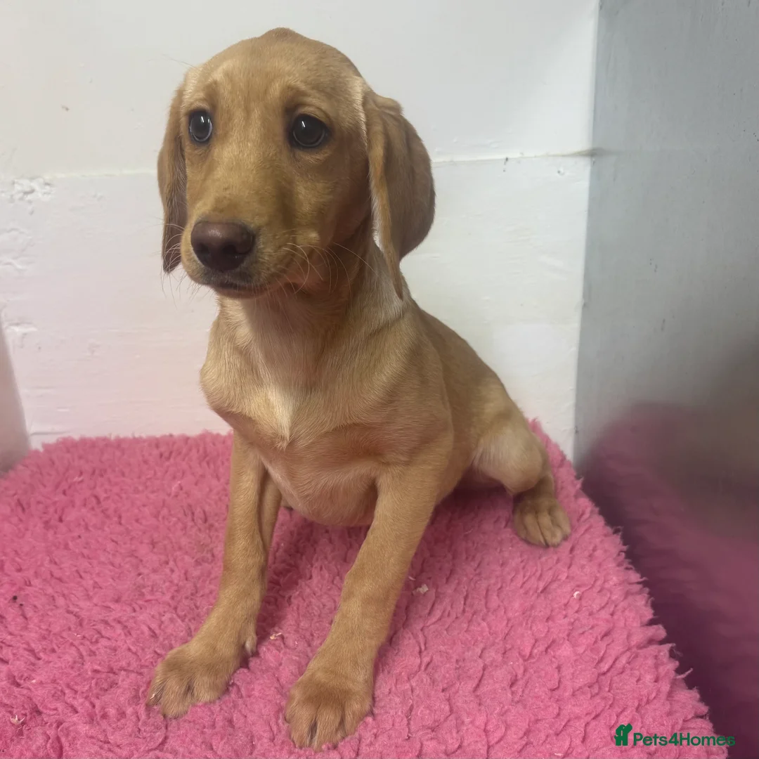 Labrador Retriever dogs for sale: 🧡 Pale Fox Red Yellow Labrador Puppies 💛 - Advert 17