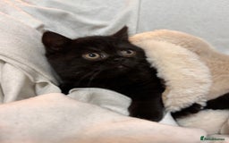 British Shorthair cats for sale: Full British short hair kittens - Advert 10