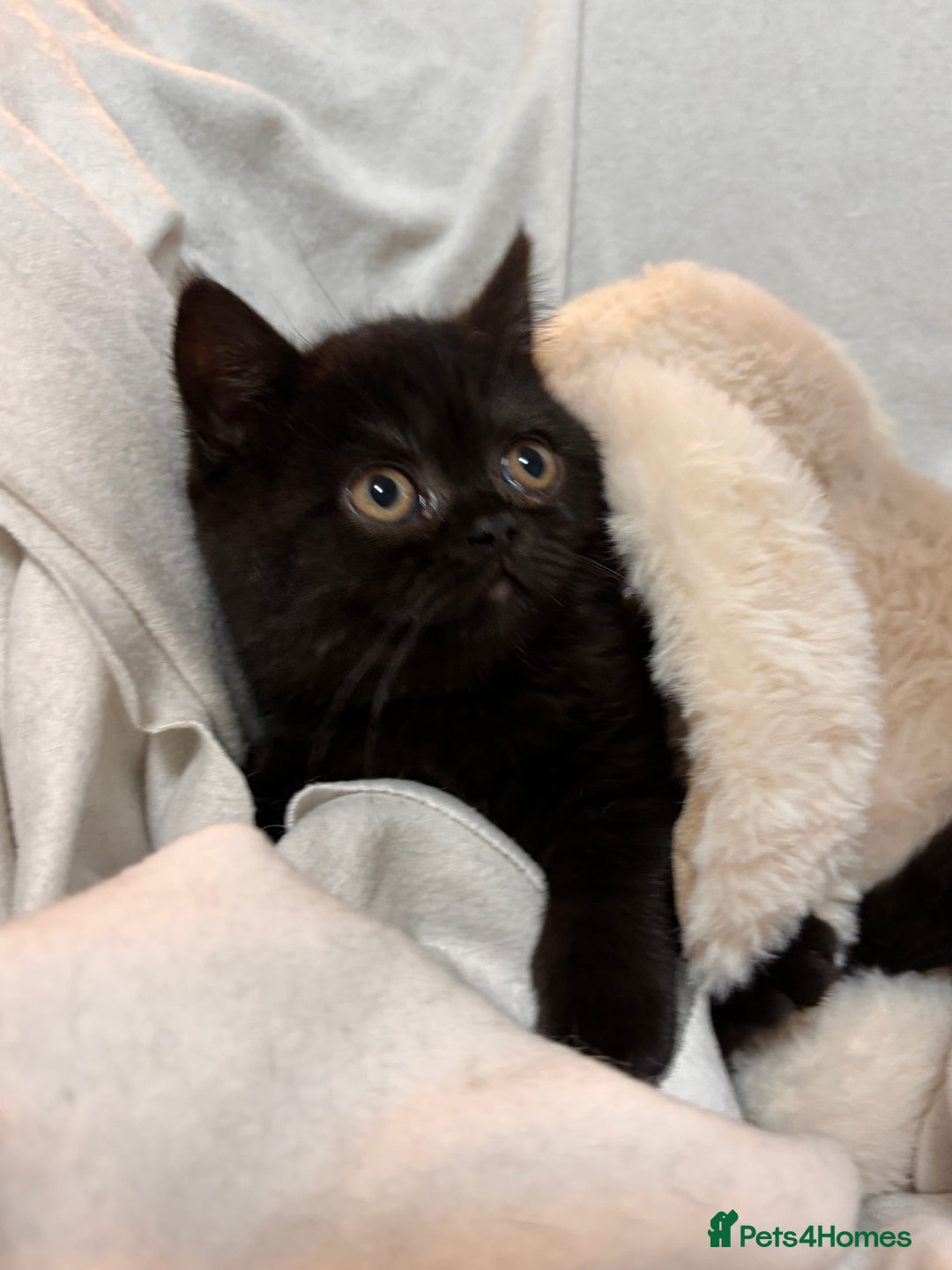 British Shorthair cats for sale: Full British short hair kittens - Advert 10