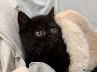 British Shorthair cats Full British short hair kittens - Advert 13