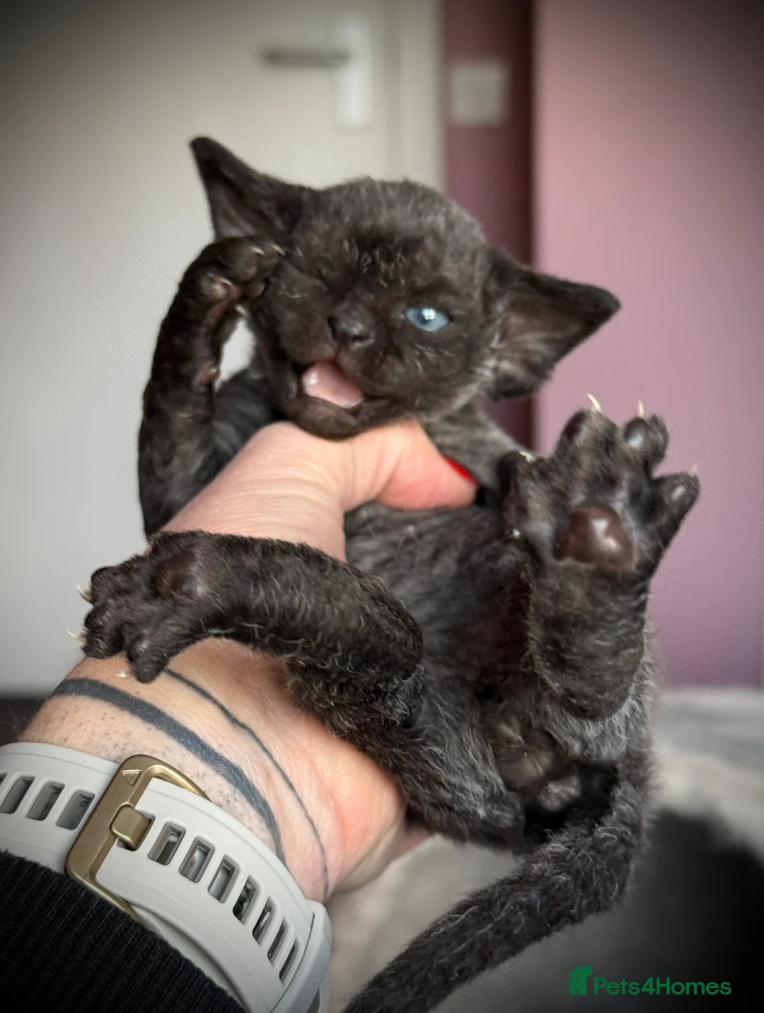 Devon Rex cats for sale: Devon Rex Kittens –GCCF Last kitten available BOY  - Advert 8