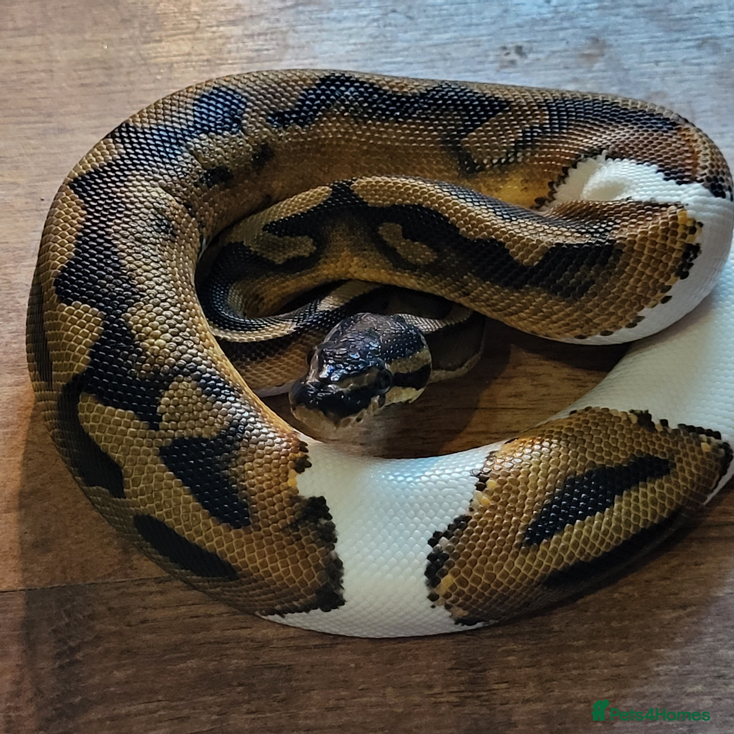 Python Snake reptiles Pied royal python.. *pet only* - Advert 1