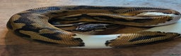 Python Snake reptiles for sale: Pied royal python.. *pet only* - Advert 1