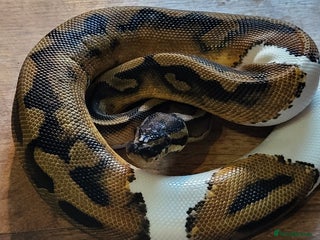Python Snake reptiles Pied royal python.. *pet only* - Advert 1