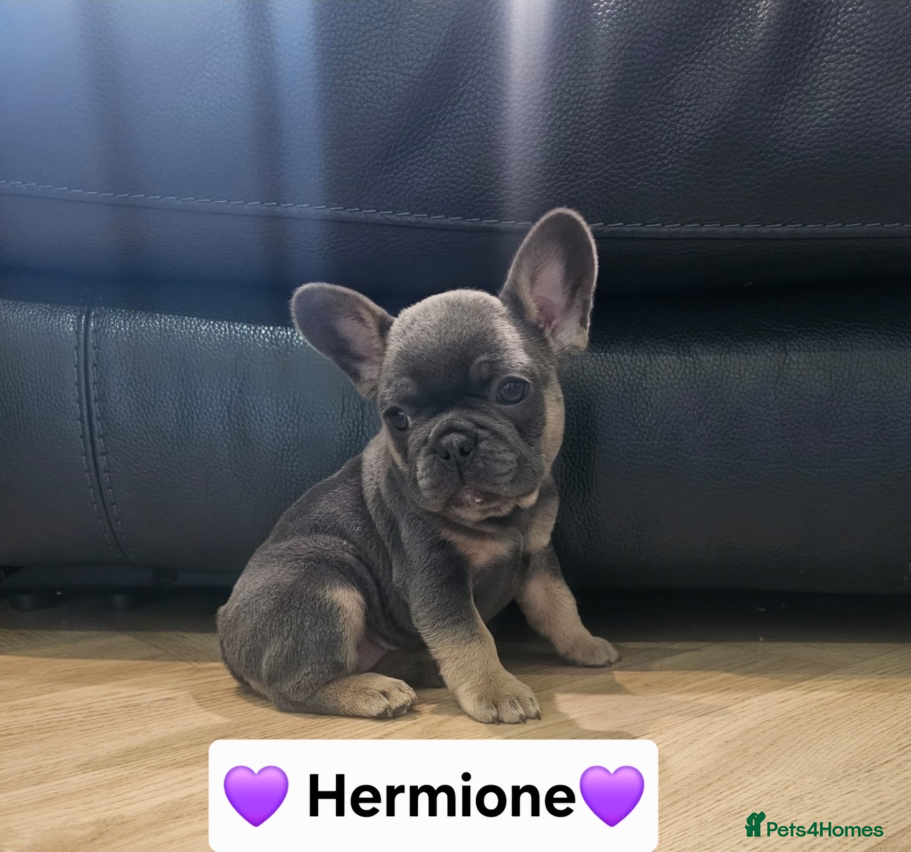 French Bulldog dogs French bulldog pups - Advert 10