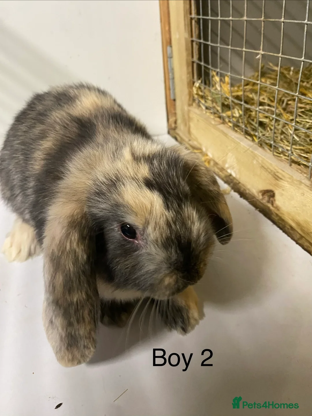 Mini Lop rabbits for sale: Beautiful Mini Lop bunnies  - Advert 3