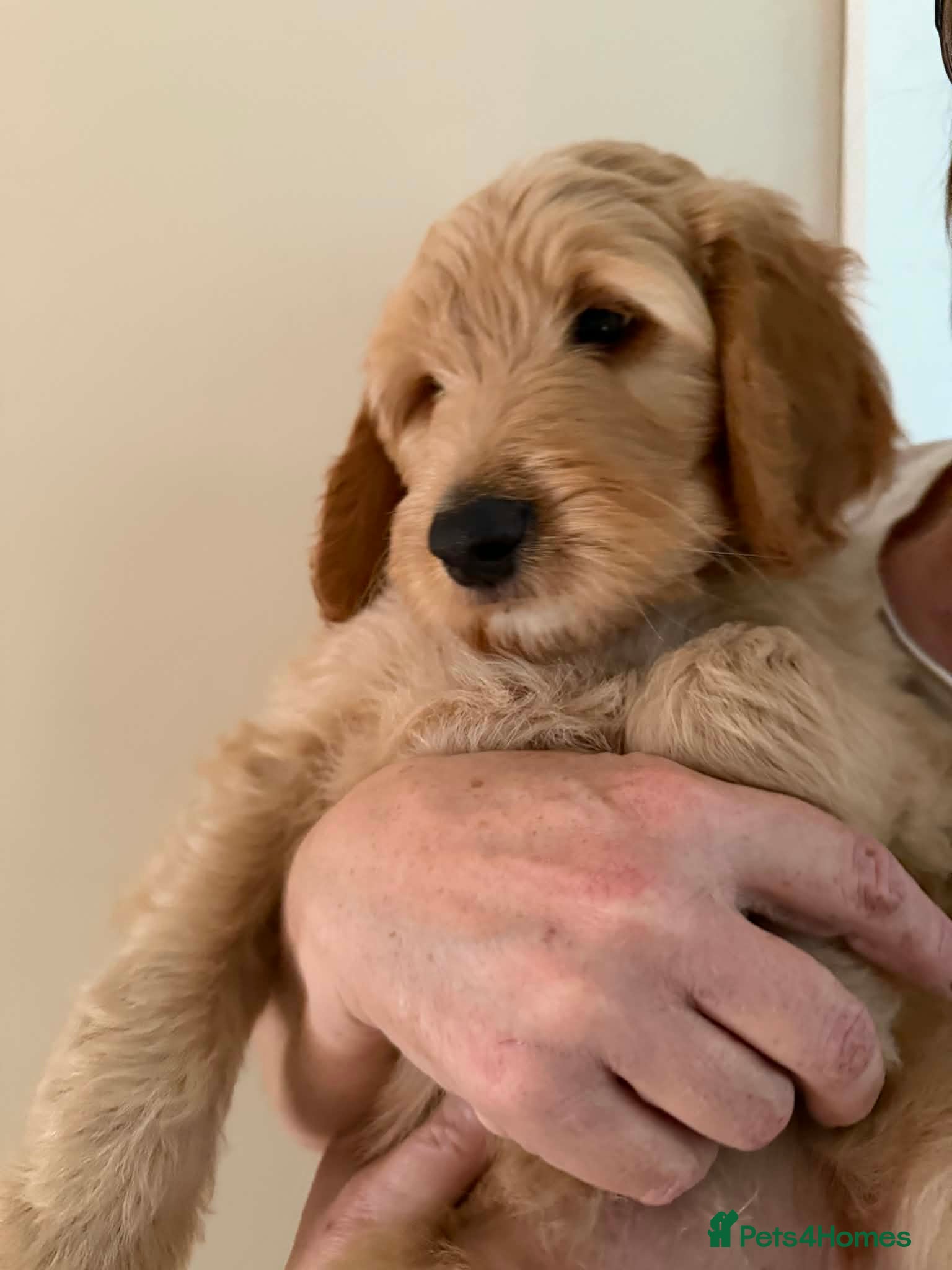 Bordoodle dogs ADORABLE F1B BORDOODLE PUPPIES READY MAY 1ST  - Advert 6