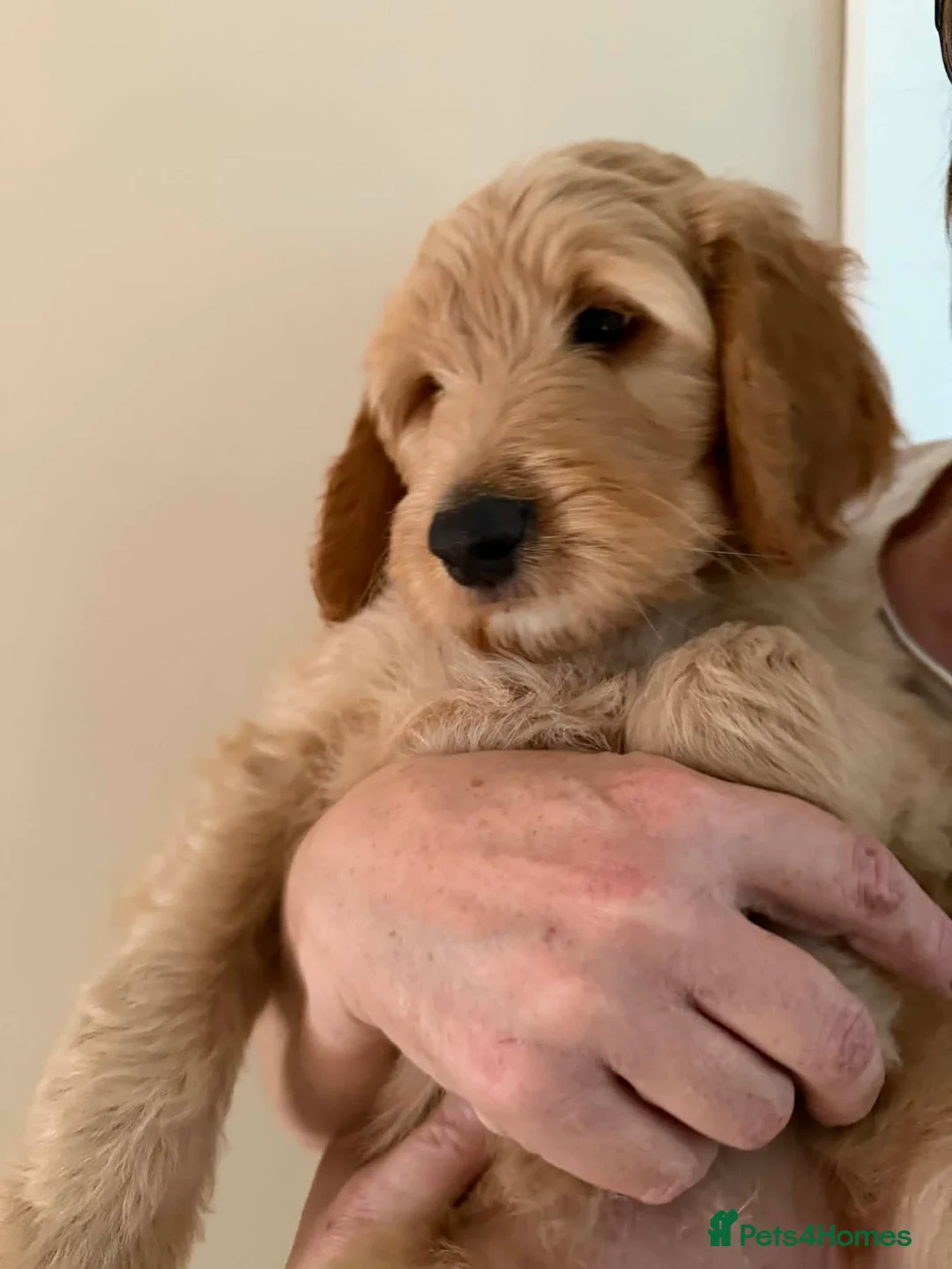 Bordoodle dogs for sale: ADORABLE F1B  BORDOODLE PUPPIES AVAILABLE NOW!! - Advert 1