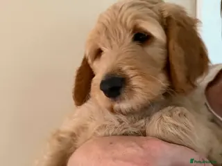 Bordoodle dogs ADORABLE F1B BORDOODLE PUPPIES READY MAY 1ST - Advert 6