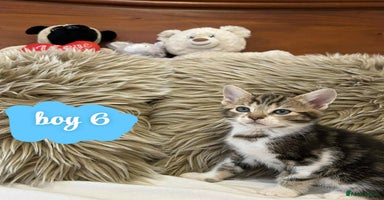 Mixed Breed cats ❤️Kittens for Sale❤️  - Advert 1