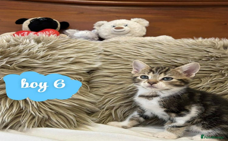 Mixed Breed cats ❤️Kittens for Sale❤️  - Advert 6