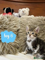 Mixed Breed cats ❤️Kittens for Sale❤️ - Advert 1