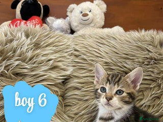 Mixed Breed cats ❤️Kittens for Sale❤️ - Advert 6