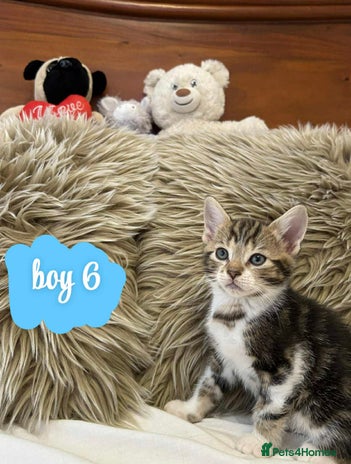 Mixed Breed cats ❤️Kittens for Sale❤️ - Advert 4