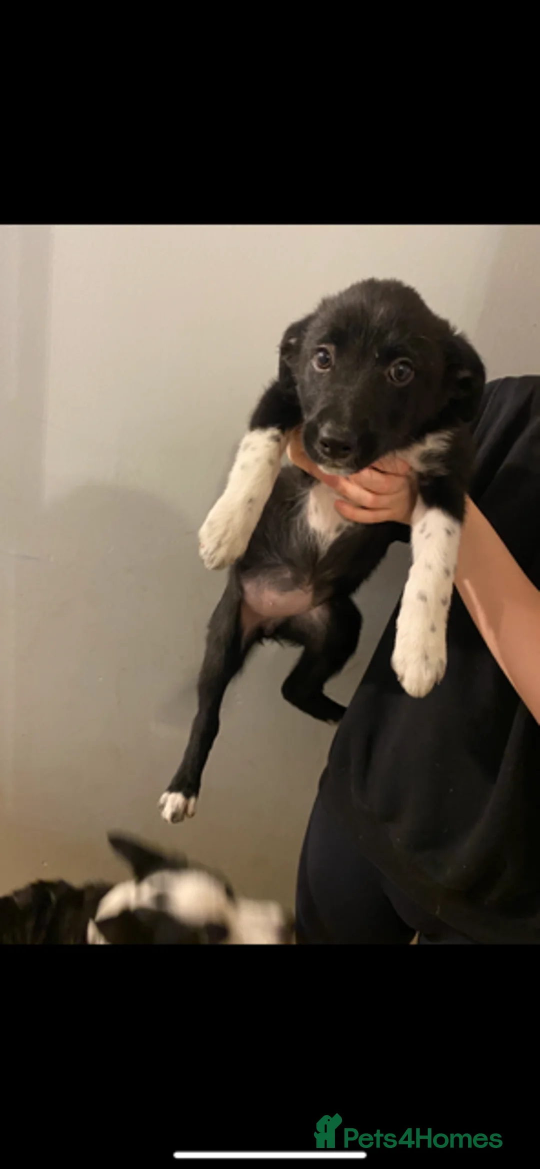 Border Collie dogs for sale: 4 border collie pups - Advert 8