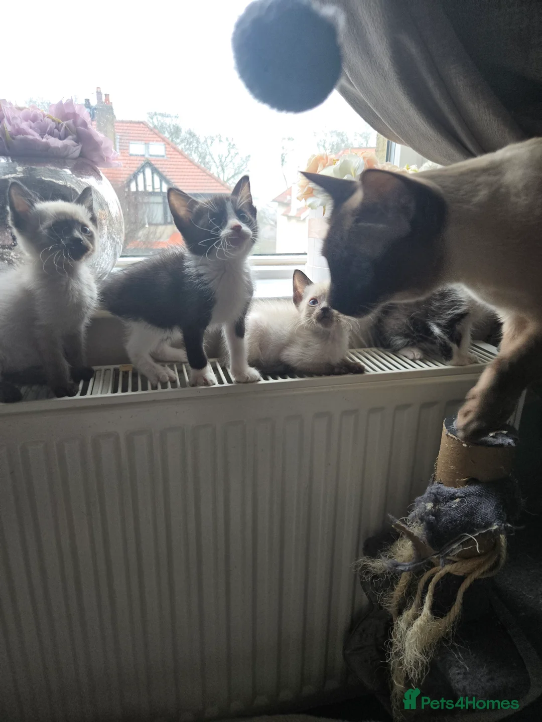 Mixed Breed cats for sale: Ready for new slaves beautiful sphynx babies. - Advert 13