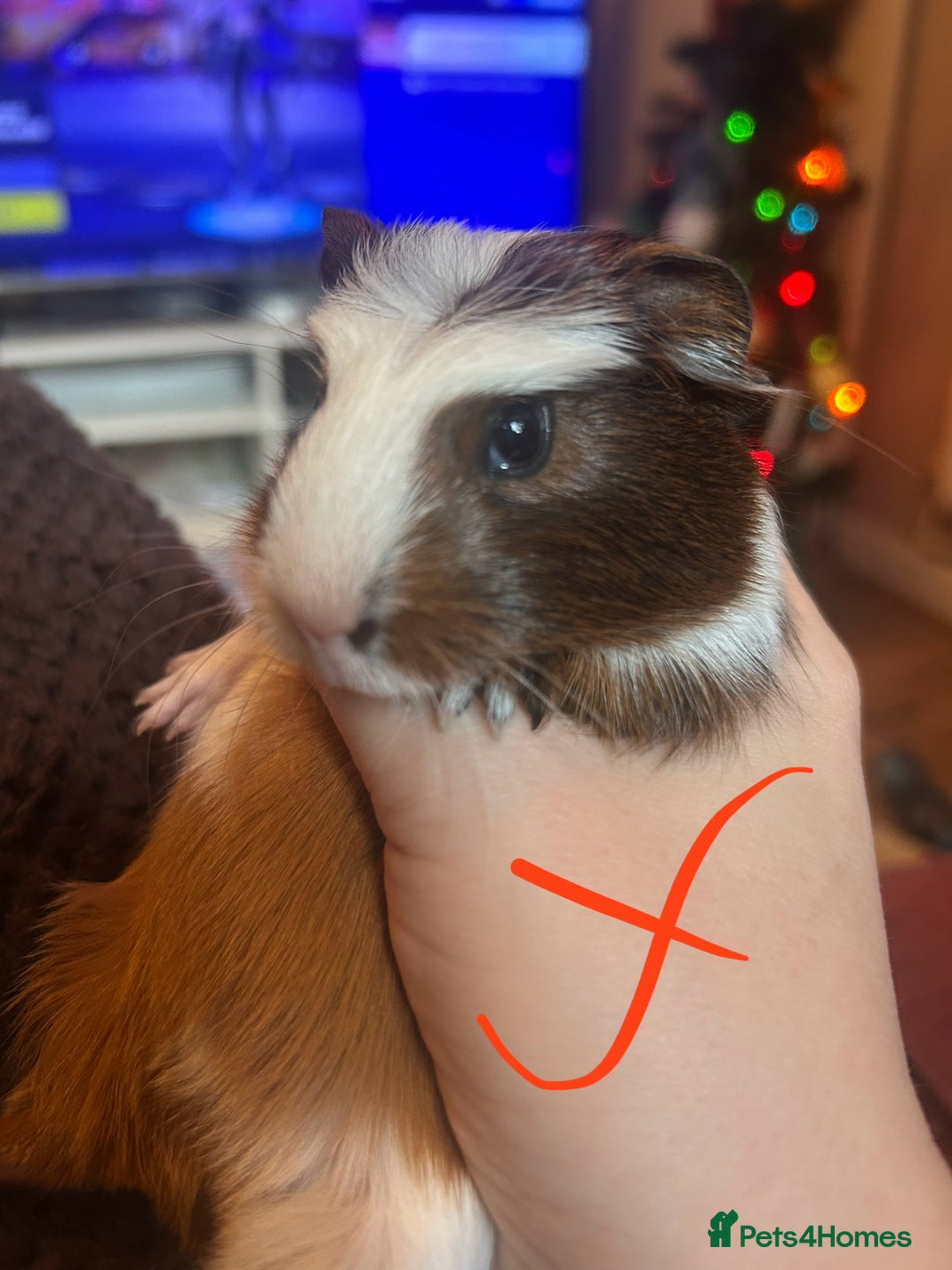 Guinea Pig rodents for sale: Litter of Guinea Pigs  - Advert 11