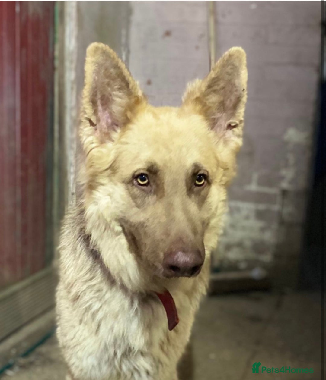 German Shepherd dogs for sale: Beautiful straight back German Shepherds  - Image 11
