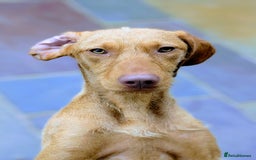 Hungarian Vizsla dogs for sale: Meet My Darling Sofie our Charming Girl  - Image 6