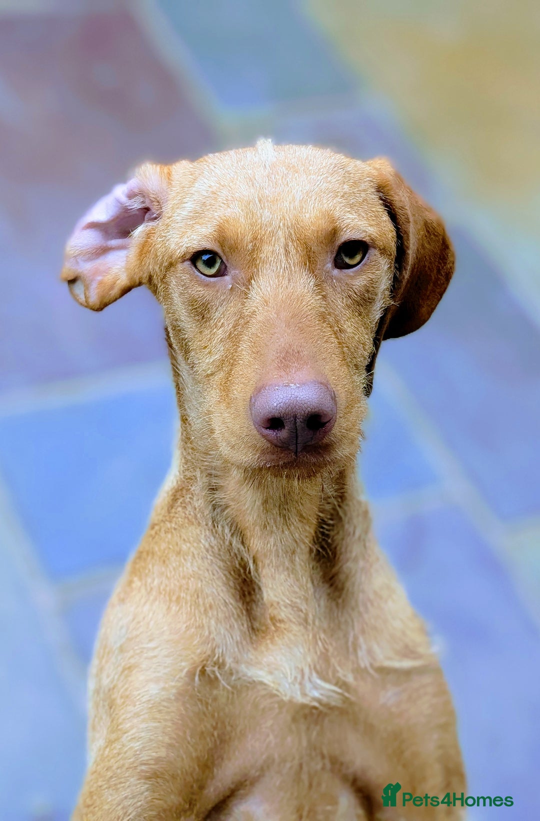 Hungarian Vizsla dogs for sale: Meet My Darling Sofie our Charming Girl  - Image 6