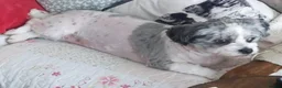 Shih Tzu dogs for sale: Adult dog for sale in Huddersfield - Advert 5