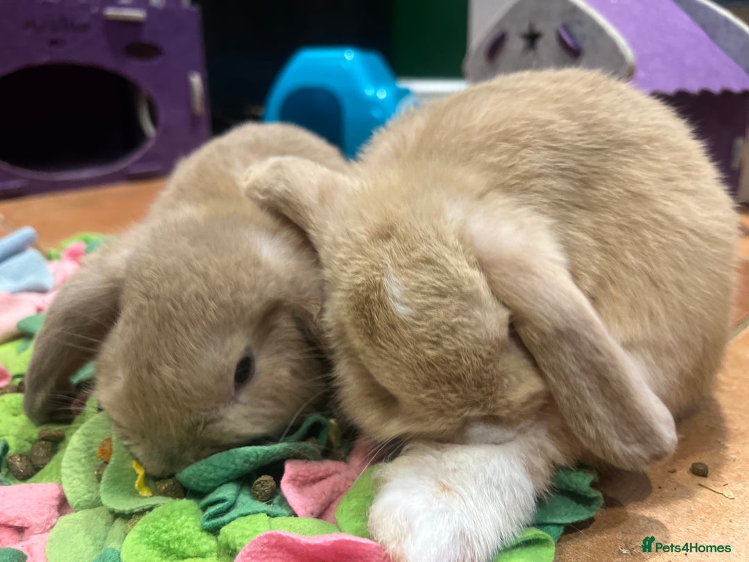 Mini Lop rabbits for sale: 🐰 Mini Lop Baby Bunnies for Sale 🐰 - Image 11