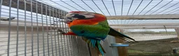 Macaws birds for sale: 3 x Macaws - Advert 2