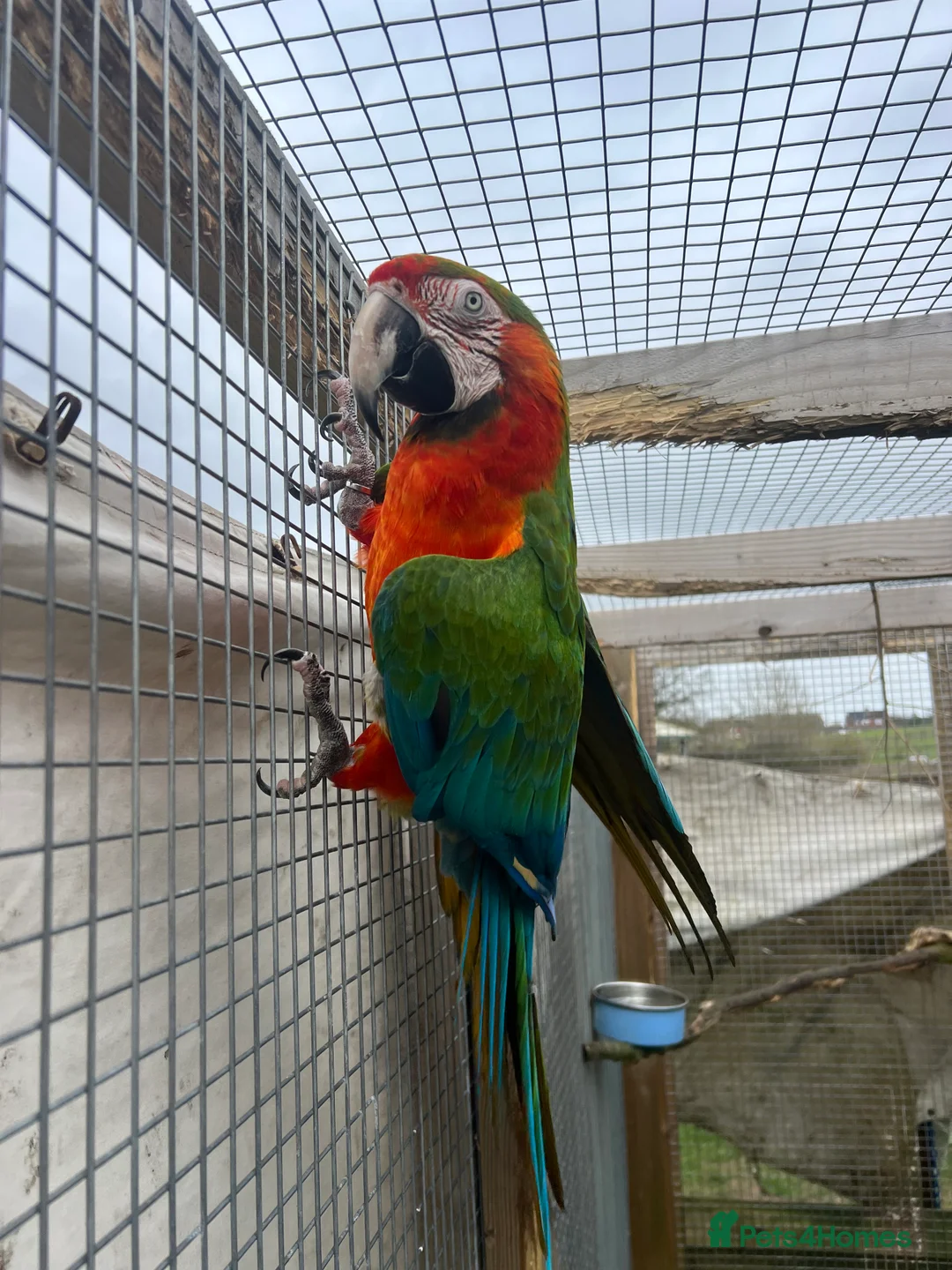 Macaws birds for sale: 3 x Macaws - Advert 2