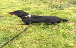 Mixed Breed dogs for sale: Rottweiler cross  - Image 4