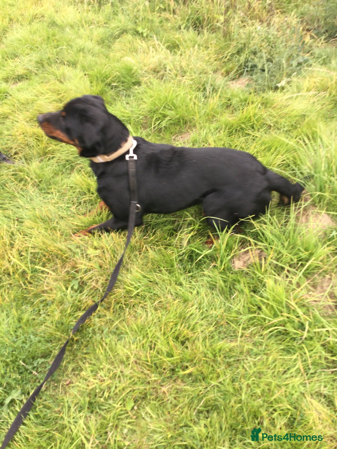 Mixed Breed dogs for sale: Rottweiler cross  - Image 4