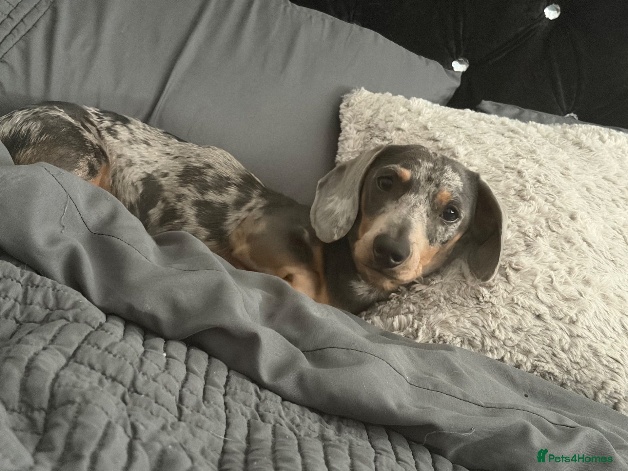 Dachshund dogs chester  - Advert 1