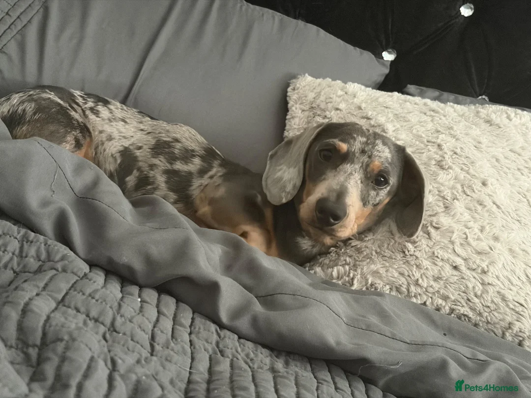 Dachshund dogs for sale: chester  in Bradford - Advert 1