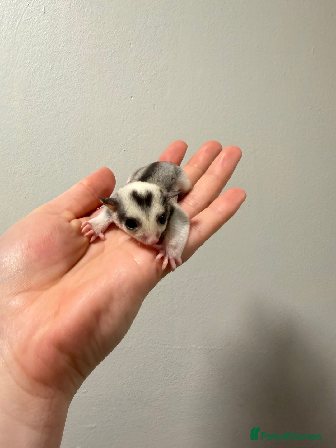 Sugar Glider rodents for sale: Sugar gliders available  - Advert 8