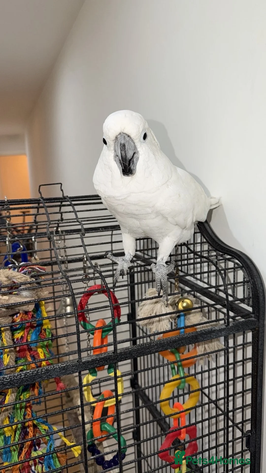 Cockatoo birds for sale: 18 month old male cockatoo  in Stockton-on-Tees - Advert 2