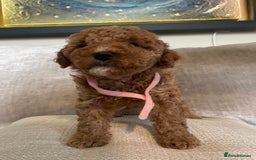 Cavapoo dogs for sale: F1b Cavapoos - Image 15