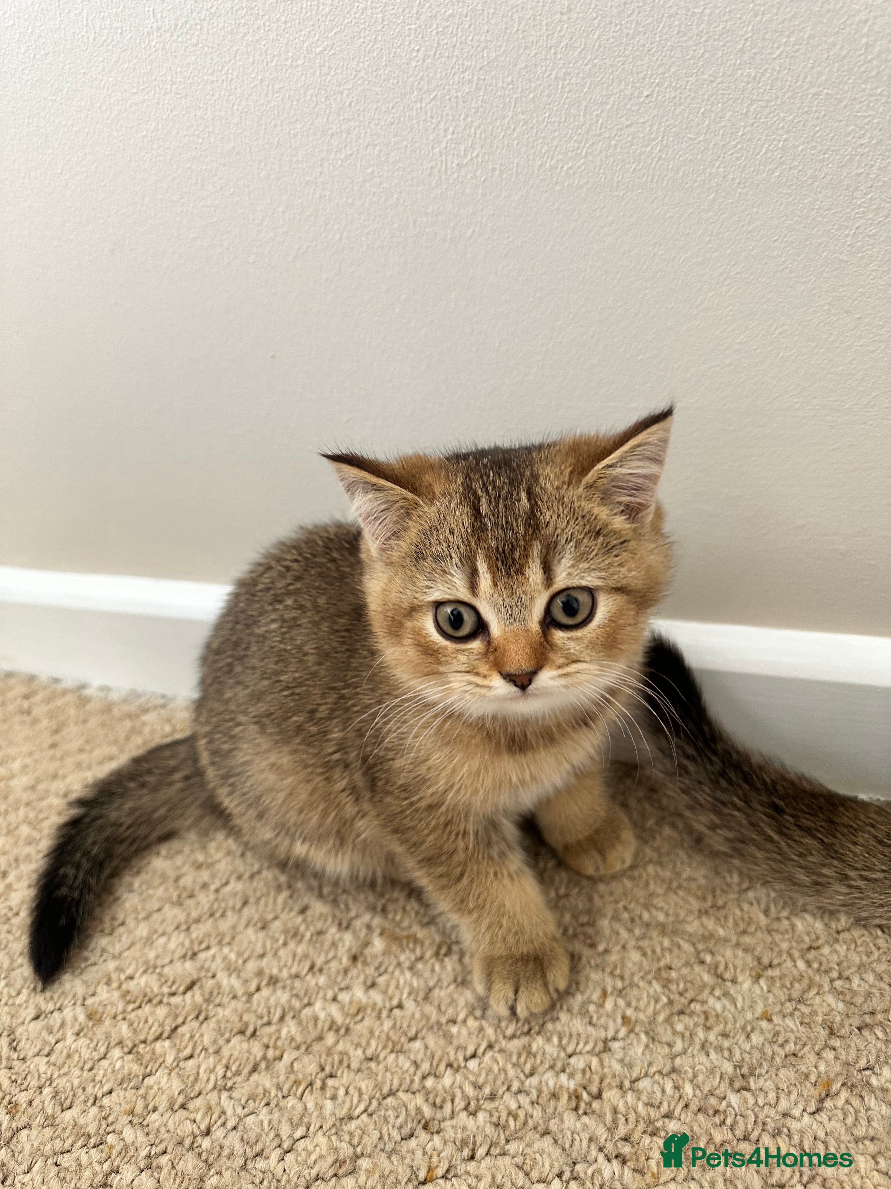 Mixed Breed cats for sale: British Shorthairs x Scottish Fold Kittens - Advert 4