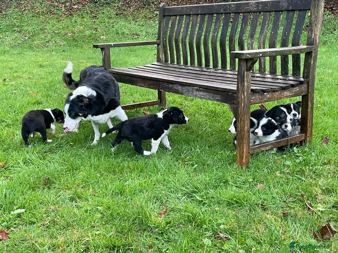 Border Collie dogs for sale: ISDS Border Collie Pups - Advert 20