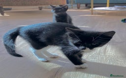 Mixed Breed cats for sale: female black white kitten for sale - Image 8