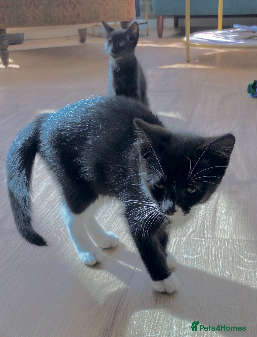 Mixed Breed cats for sale: female black white kitten for sale - Image 8