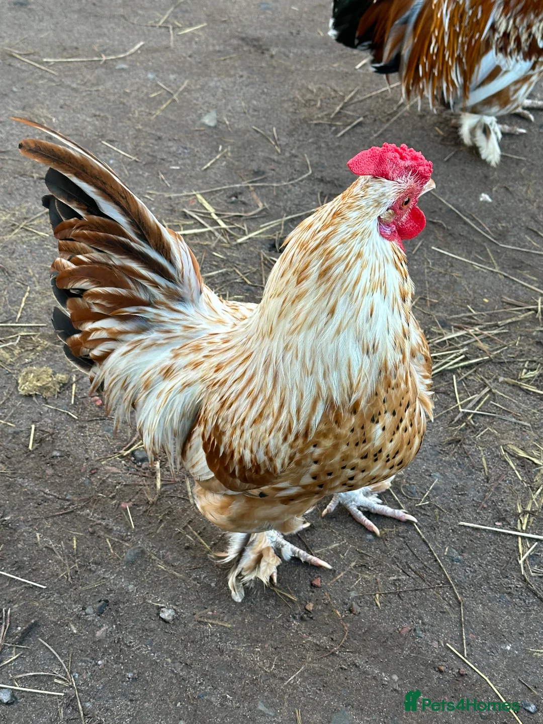 Gallery Image {{count}}