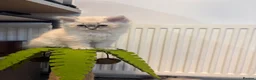 Ragdoll cats for sale: Ragdoll kitten  in London - Advert 12